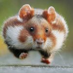 Hamster running now that the First Choice website is live